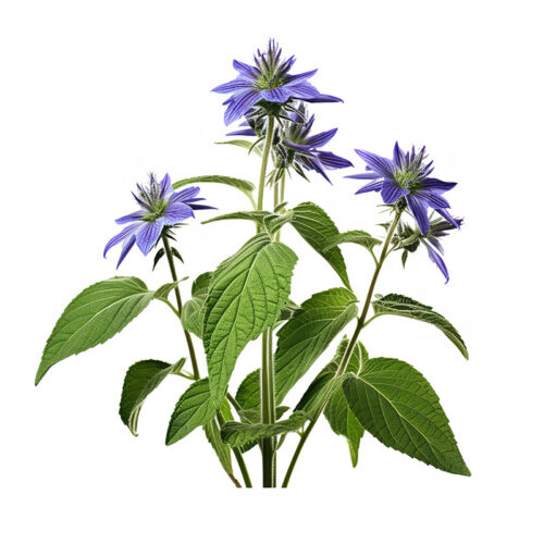 Borage