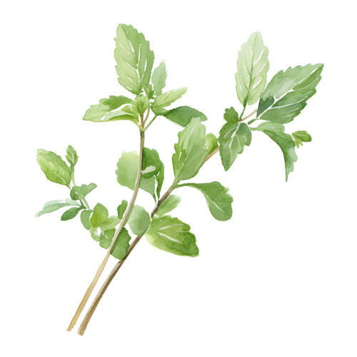 Catnip
