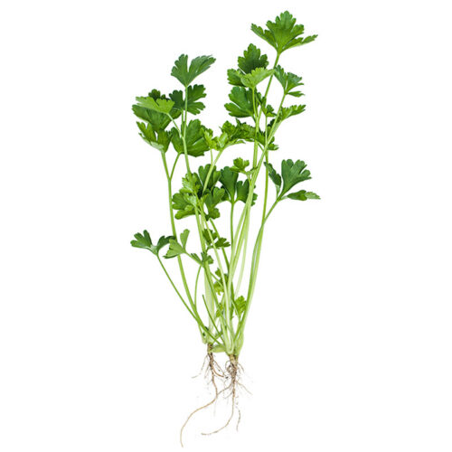 Cilantro