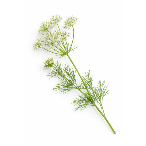 Cumin