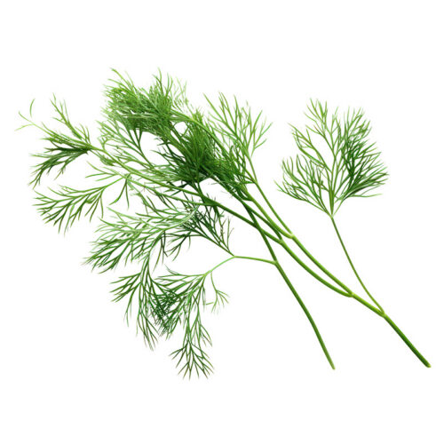 Dill