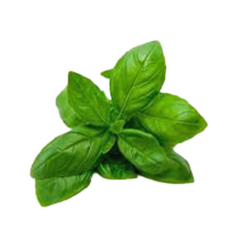 Large Leaf Basil