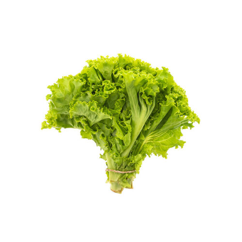 Leaf Lettuce