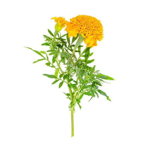 Marigold