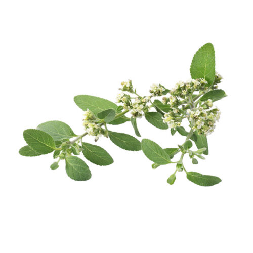 Oregano: Mexican