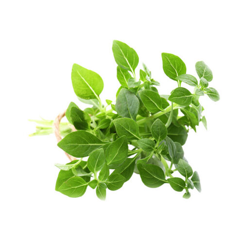 Oregano: Italian
