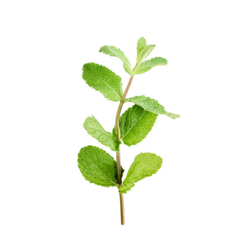 Peppermint