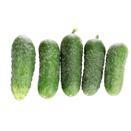 Pickling Cucumbers