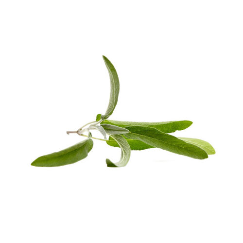 Sage
