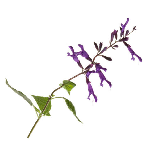 Salvia