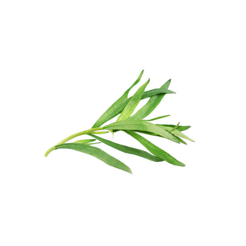 Tarragon