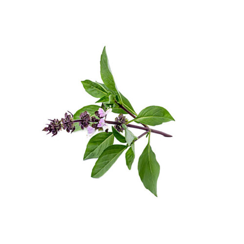 Thai Basil