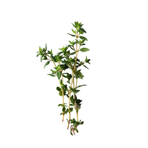 Thyme
