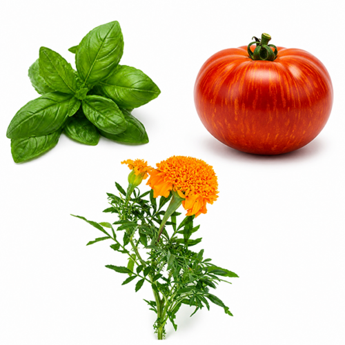Tomato/Basil Garden Bundle