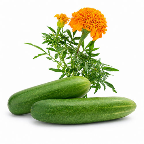 Cucumber Garden Kit