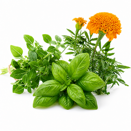 Herb Garden Kit